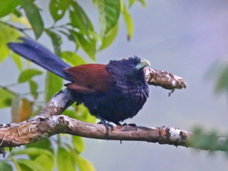 Green-billed Coucal at Sinharaja