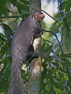 Grizzled Giant Squirrel melanochra