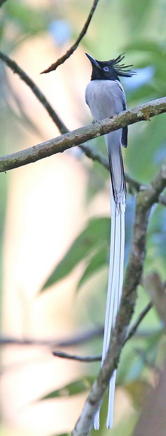 Indian Paradie
Flycatcher Indian Pardise Flycatcher