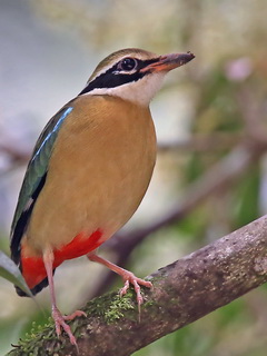 Indian
Pitta Indian Pitta at Blue Magpie Lodge