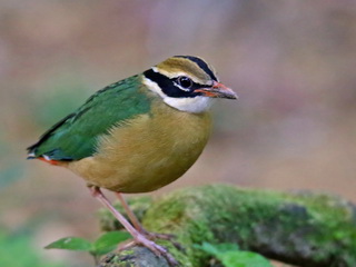 Indian Pitta wintering in Sri Lanka