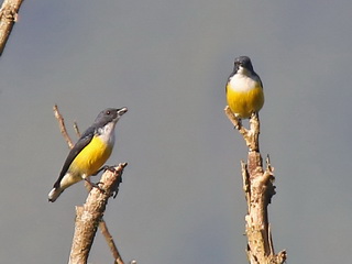 Legge's or White-throated Flowerpecker