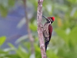 Lesser Sri Lanka Flameback