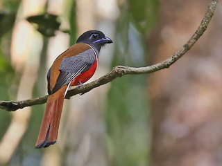 Malabar Trogon Malabar Trogon