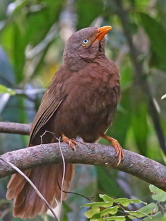 Orange-billed Babbler Orange-billed Babbler