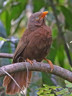 Orange-billed Babbler