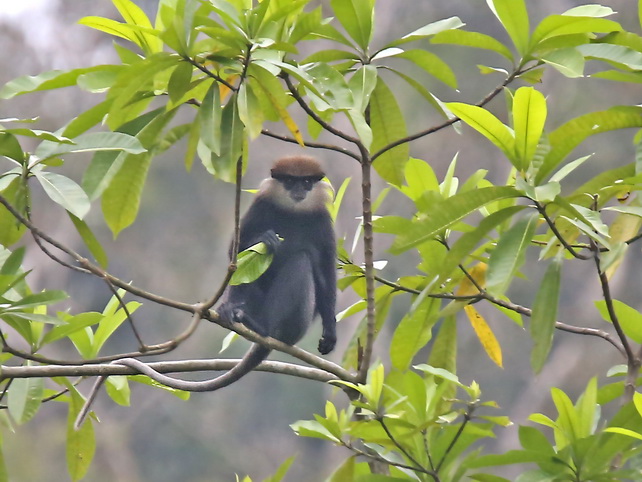 Purple-faced Langur