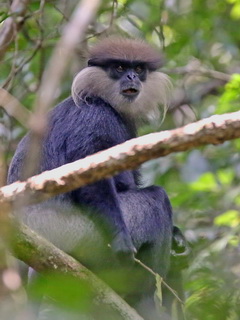 Purple-faced Leaf
            Monkey