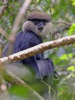 Purple-faced Langur Purple-faced Leaf
Monkey