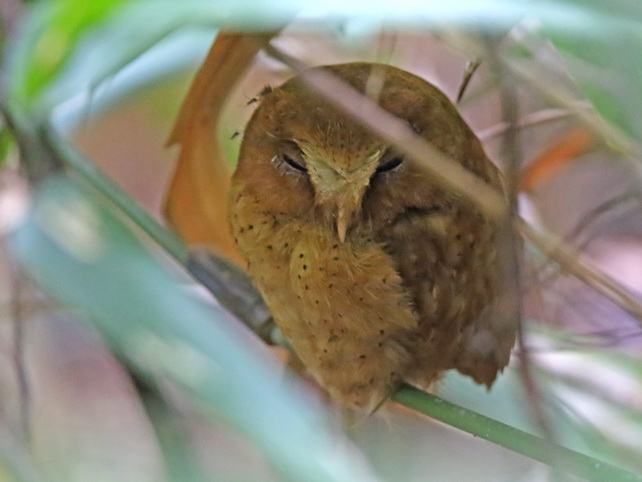 The endemic Serendib Scops Owl