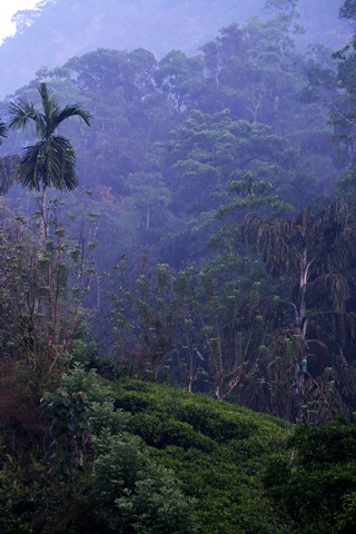Sinharaja Forest and Tea Plantation