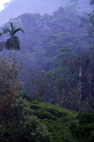 Sinharaja Forest and Tea Plantation Sinharaja Forest and Tea Plantation