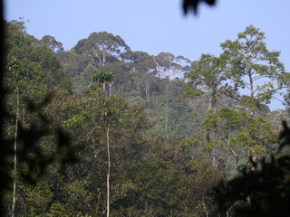 view on
forested ridge A forested ridge at Sinharaja NP