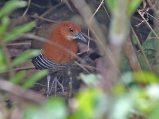 Slaty-legged Crake Slaty-legged Crake at Blue Magpie Lodge