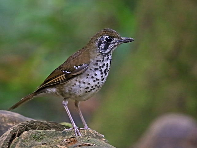 The endemic Spot-winged Thrush