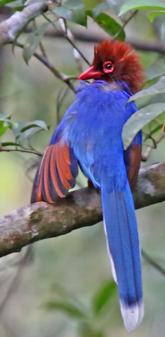 Sri Lanka Blue Magpie