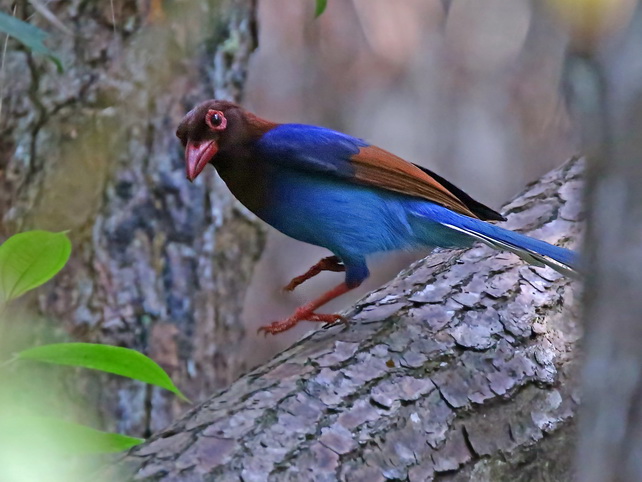 Ceylon Blue Magpie