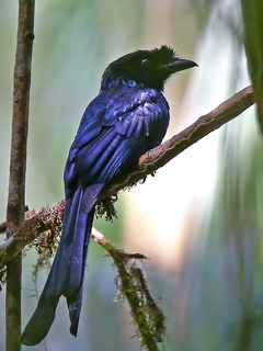 Sri Lanka Drongo