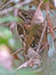 Sri Lanka Frogmouth female