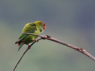 Sri Lanka Hanging
Parrot Sri Lanka Hanging Parrot