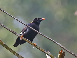 Sri Lanka Hill Myna Ceylon Hill Myna