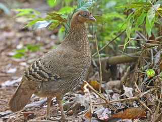 Sri Lanka Junglefowl Sri Lanka junglefowl