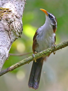 Ceylon Scimitar Babbler