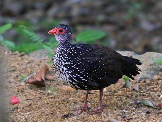 Sri Lanka Spurfowl