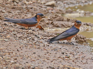 Sri Lanka Swallow