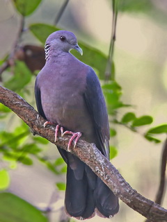 Ceylon Woodpigeon