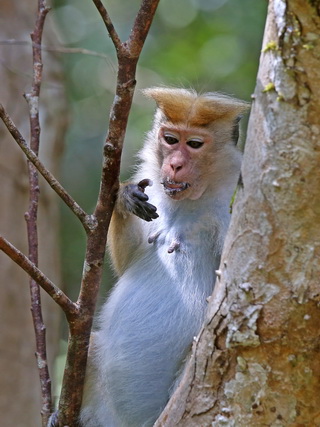 Toque Macaque Toque Macaque at Sinharaja