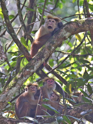 Toque Macaque; Black Eagle alarm