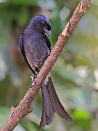 White-bellied Drongo