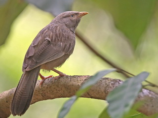 Yellow-billed Babbler Yellow-billed Babbler