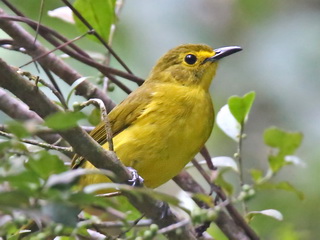 Yellow-browed Bulbul