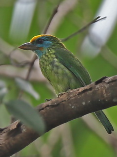 Yellow-fronted Barbet Yellow-fronted Barbet