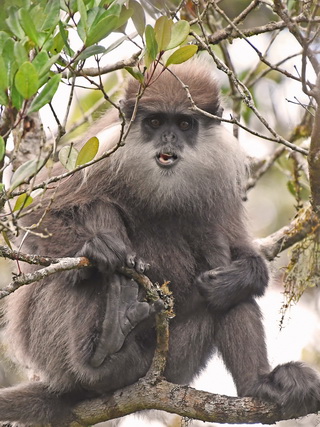 Bear Monkey at Horton Plains