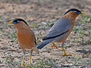 Brahminy Starling at Yala NP