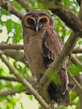 Brown Wood Owl