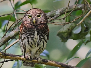 Chetnut-backed Owlet at Kitulgala