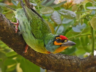 Crimon-fronted Barbet in Sri Lanka