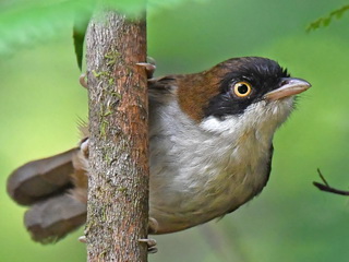 Dark-fronted Babbler at Sinharaja NP