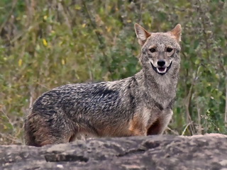 Golden Jackal at Udawalawe NP