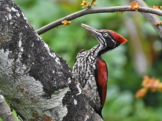 Greater Sri Lanka Flameback