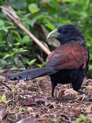 Green-billed Coucal at Sinharaja