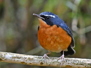 Indian Blue Robin at Nuwara Eliya