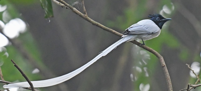 Indian Paradise Flycatcher