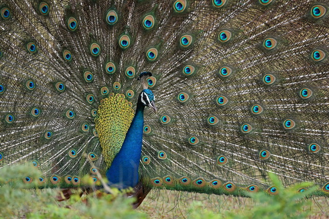 Indian Peafowl at Yala NP