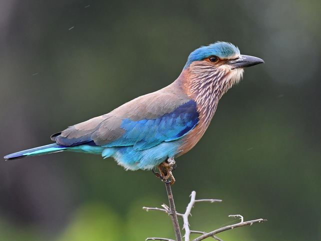 Indian Roller on a wildlife safari