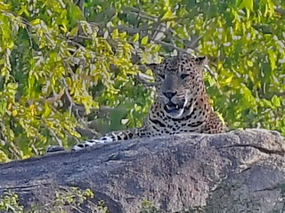 Leopard at Yala National Park